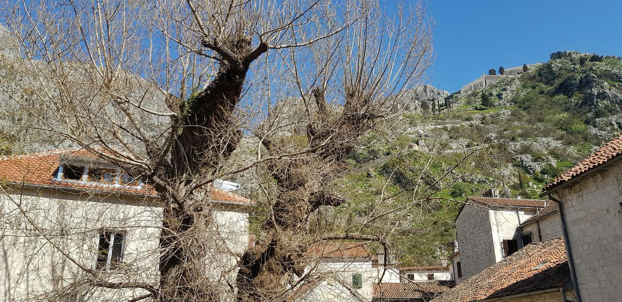 Guesthouse Nikoleta Kotor Exterior foto